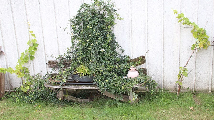 The bench in Raddatz home yard 